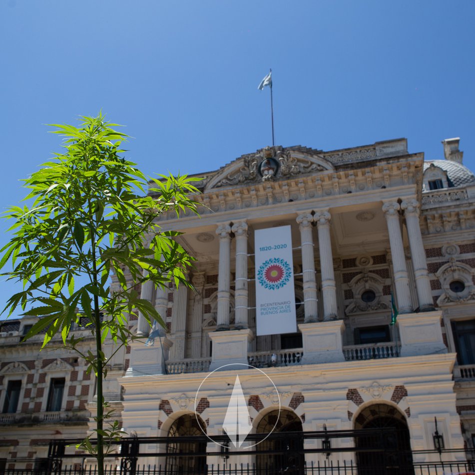 derecho cannabis