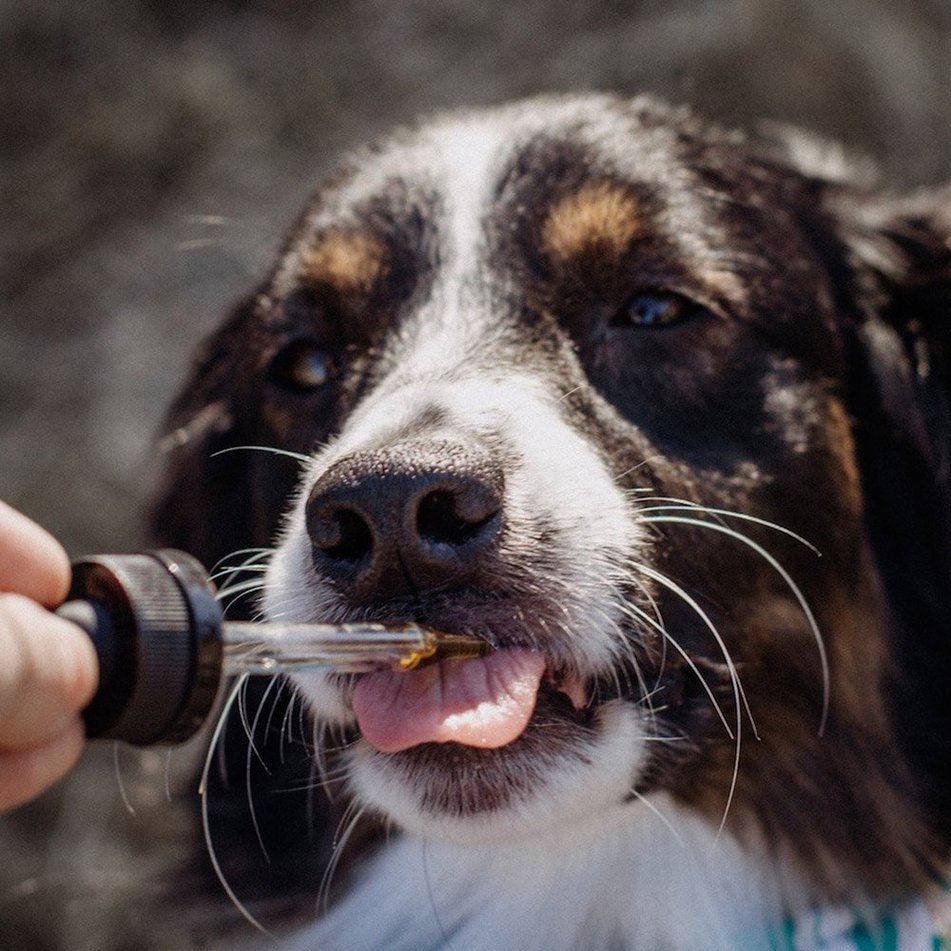 cannabis animales