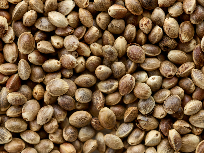 hemp-seed-background-2021-09-10-23-11-23-utc Large.png